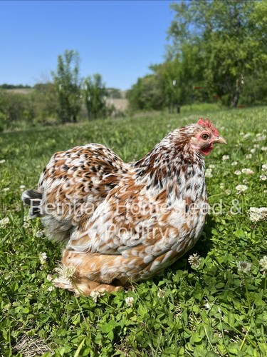 Bantam calico cochin - calico,