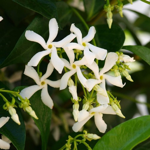 Star jasmine trachelospermum - jasmine,