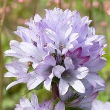Campanula Caroline Clustered
