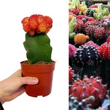 Gymnocalycium mihanovichii - , in