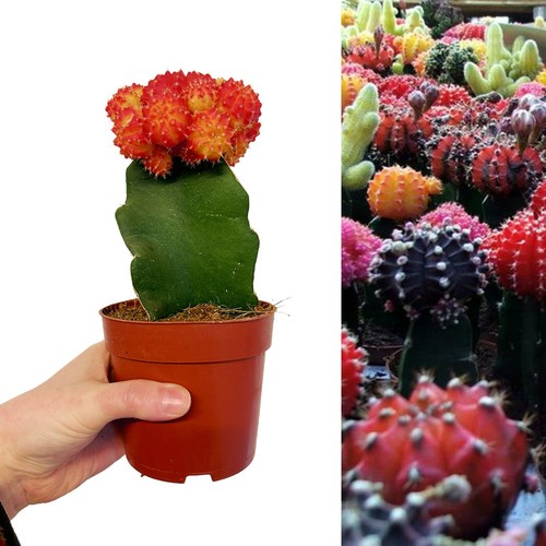 Gymnocalycium mihanovichii - , in