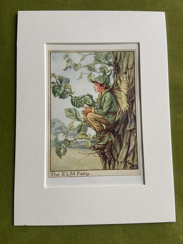 Elm tree flower - ‘elm, tree’