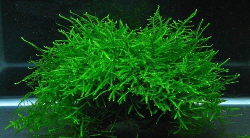 Vesicularia dubyana java moss - dubyana,