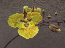 Rare Zelemnia Midas orchid