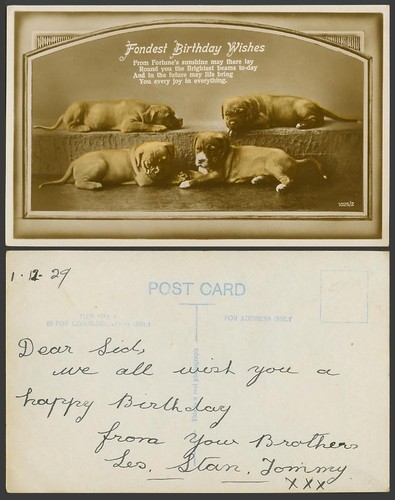 Bull dogs bulldogs - bull,