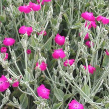 Lychnis coronaria. Rose