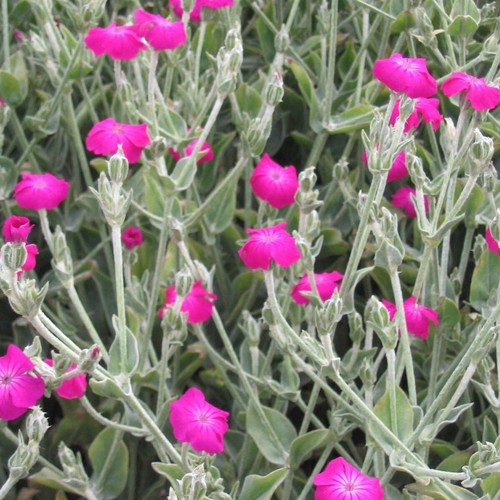 Lychnis coronaria rose - lychnis,