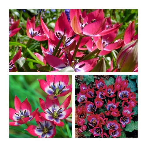 Species tulip little beauty - species,
