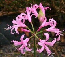 Nerine 'Bowdenii' (Guernsey