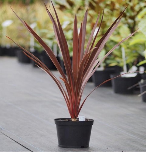 Cordyline red star - 1l,