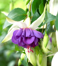 Trailing Hanging Basket Plants