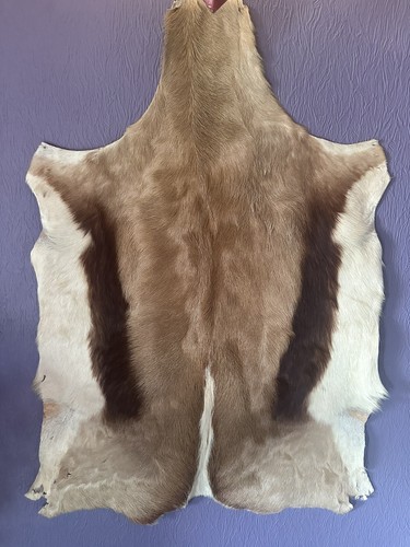 Springbok skin hide - skin, fur