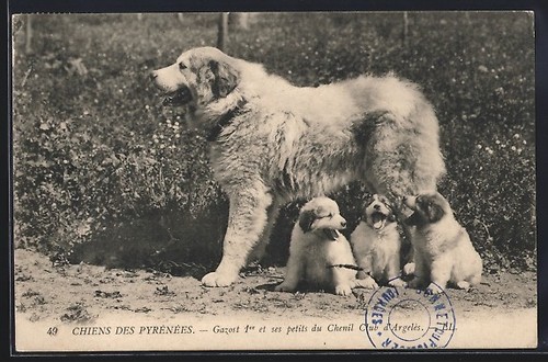 Pyrenean mountain dog - pyrenean,
