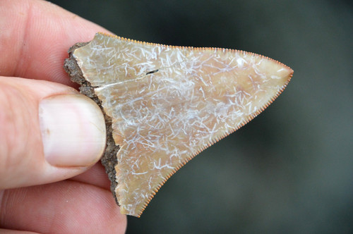 Wow genuine megalodon shark - wow,,