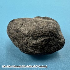 Ichthyosaur Coprolite Fossil
