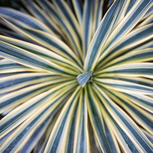 Cordyline australis torbay - australis,