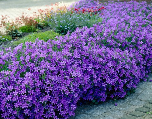 Campanula portenschlagiana - campanula,