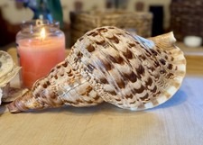 Charonia Tritonis Trumpet