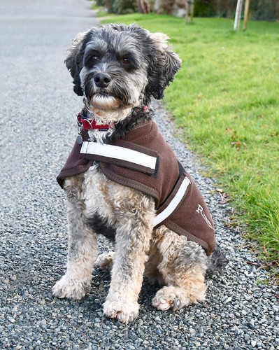Rhinegold dog fleece - rhinegold, coat