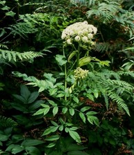 Angelica sylvestris  wild