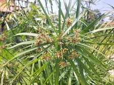 Cyperus alternifolius invoc