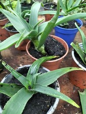 ONE HARDY  ALOE  PLANT 9cm pot