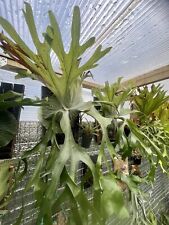 Staghorn Fern (Platycerium superbum) Fresh Spores 1000+ UK Grown