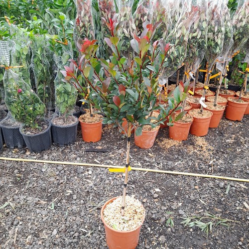 Photinia fraseri red robin - photinia,