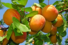 4 x Sweet & Juicy Apricot Tree