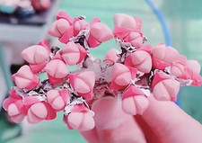 10x Gibbaeum Petrense