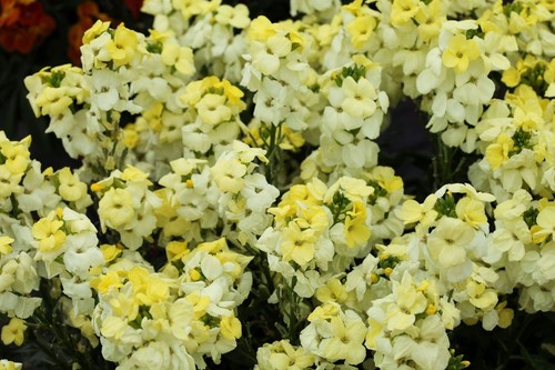 Primrose bedder wallflower - 25,