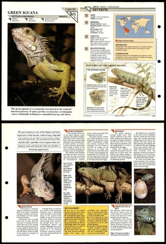 Green iguana reptiles - iguana, #20