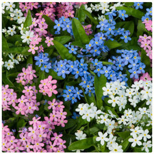 FORGET-ME-NOTS 6x XL Plug Plants | "Mon-amie" mixed | FREE P&P!
