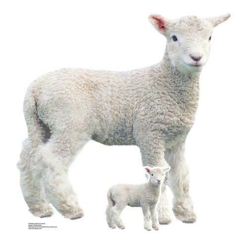 Lamb farmyard animal lifesize - animal,
