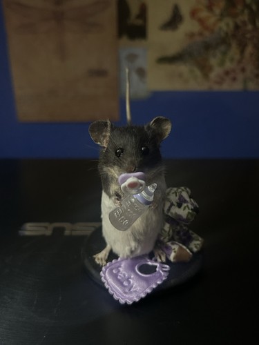 Taxidermy baby mouse - baby,