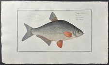 Bloch- Fish – Cyprinus