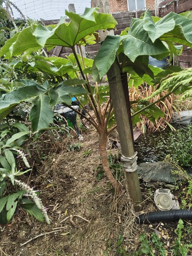 Large tetrapanax plants - large,
