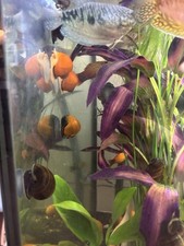 10 Adult Mystery Snails