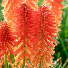 Kniphofia Poco Sunset - Dwarf