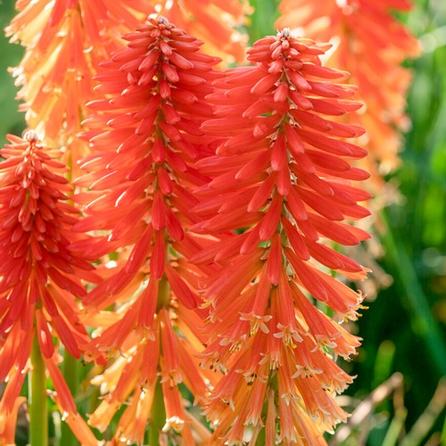 Kniphofia poco sunset dwarf - kniphofia,