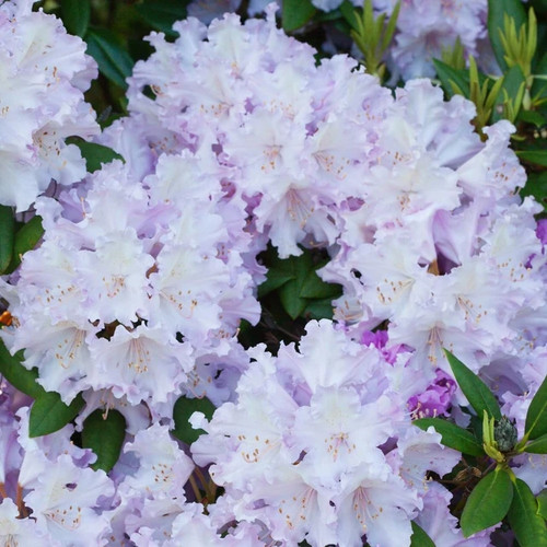 Rhododendron yakushimanum - , 3