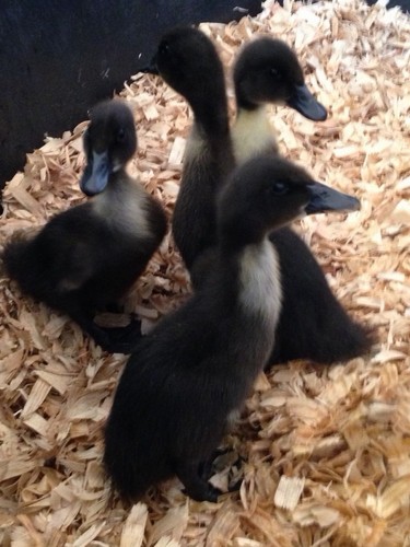 Duck hatching eggs 8 - duck,