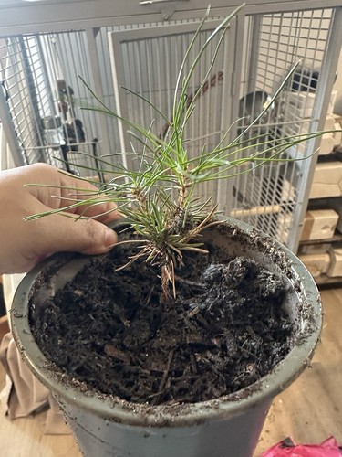 Japanese black pine - japanese, bonsai