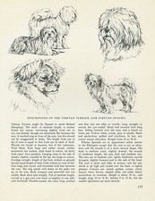 TIBETAN SPANIEL & TERRIER VINTAGE DOG PRINT SKETCH PAGE BY BRIDGET OLERENSHAW