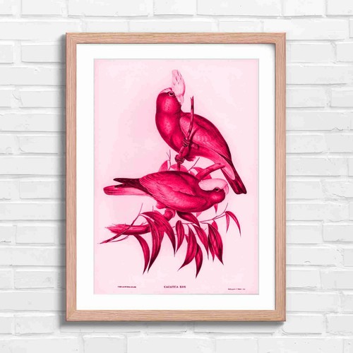 Rose pink cockatoo - pink, bird