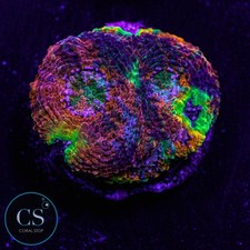 CS Rainbow Acan Echinata -