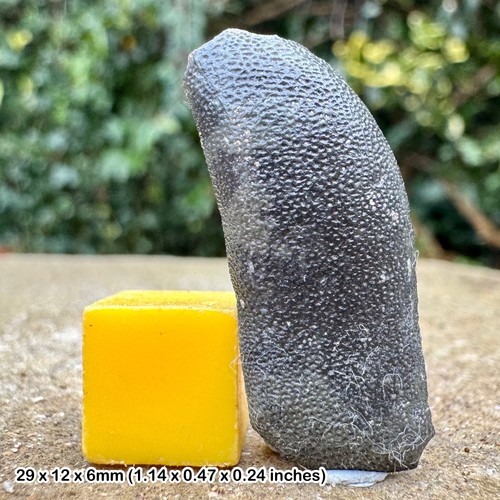 Rare astracanthus magnus - astracanthus,