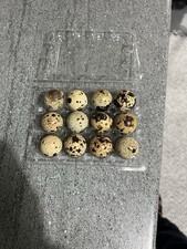 Coturnix Quail Eggs X12