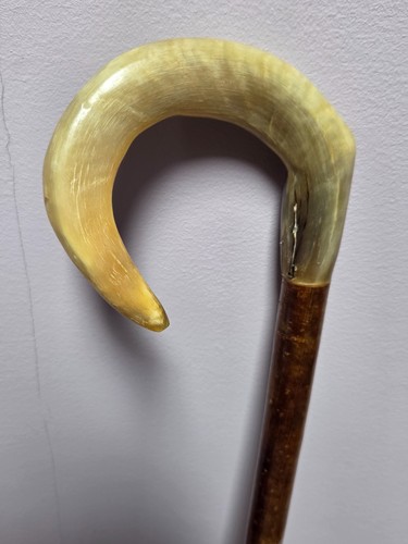 Shepherds crook rams - rams, horn