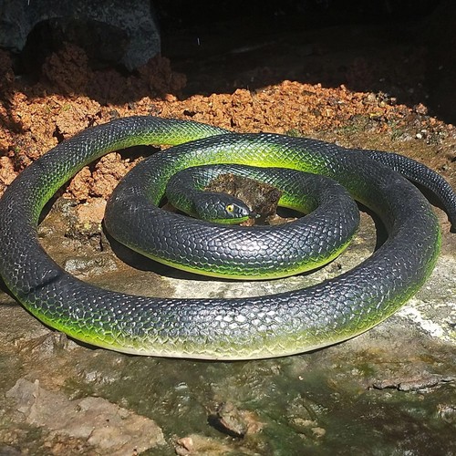 70cm fake snake realistic - fake,